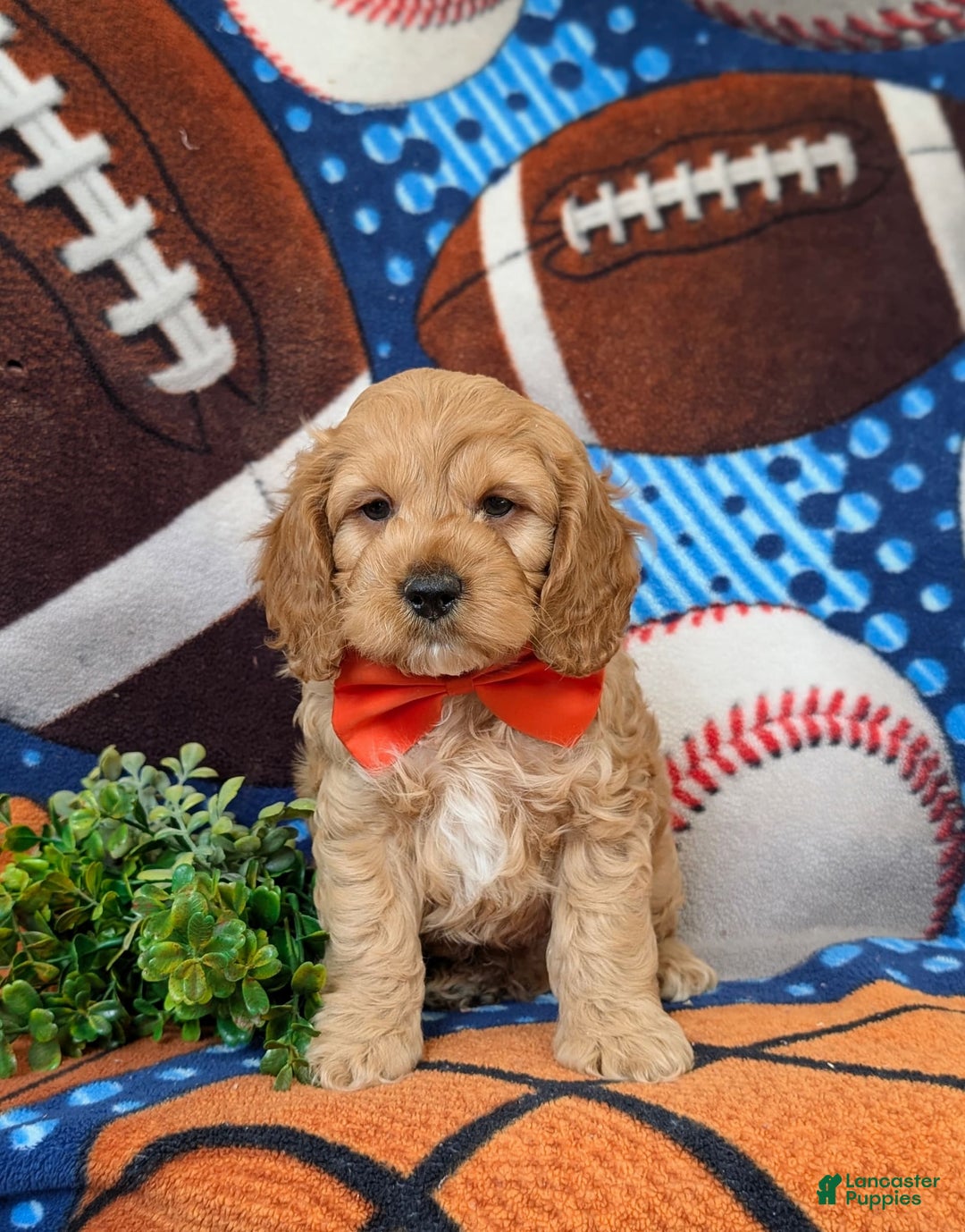 Cockapoo dogs for sale: Croydon - Image 12