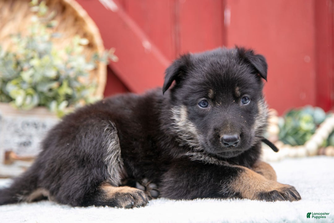 German Shepherd dogs for sale: Scruffy - Image 4