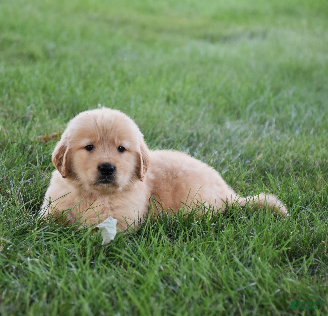 Golden Retriever dogs for sale: Golden Retriever 8 puppies - Image 9