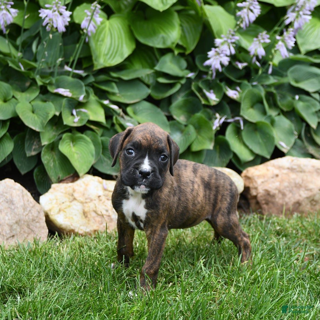 Boxer dogs for sale: Daisy - Image 1