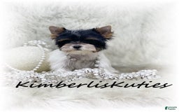 Yorkshire Terrier dogs for sale: Little Blair - Image 3
