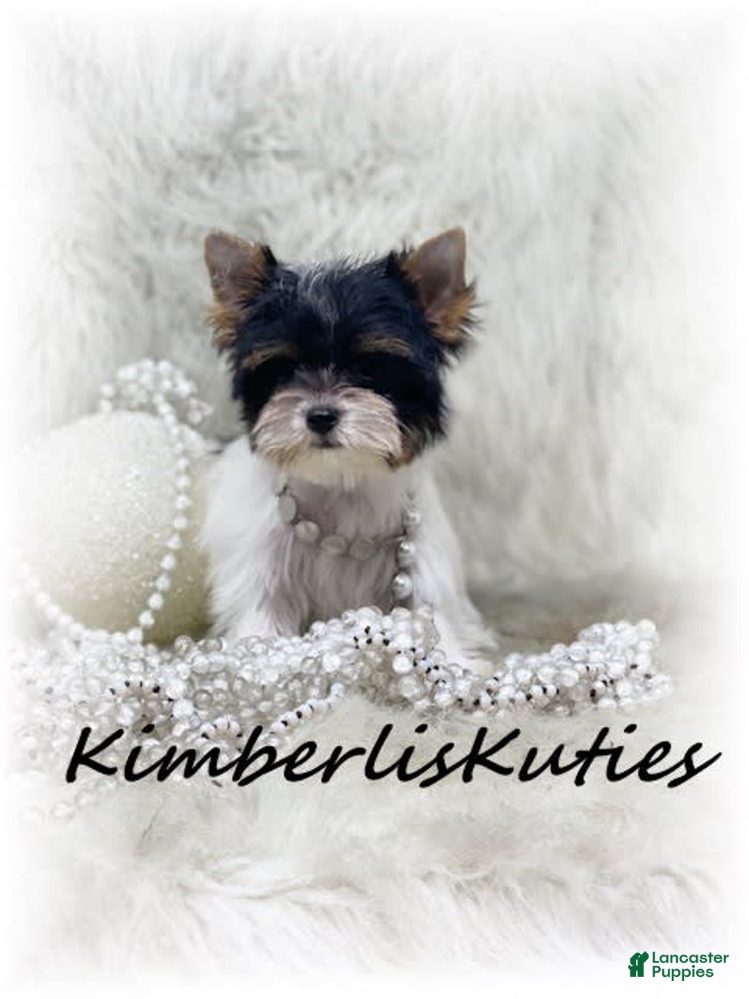 Yorkshire Terrier dogs for sale: Little Blair - Image 3