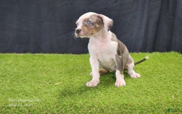 Catahoula Leopard Dog dogs for sale: Diamond 2025 F1 - Image 8