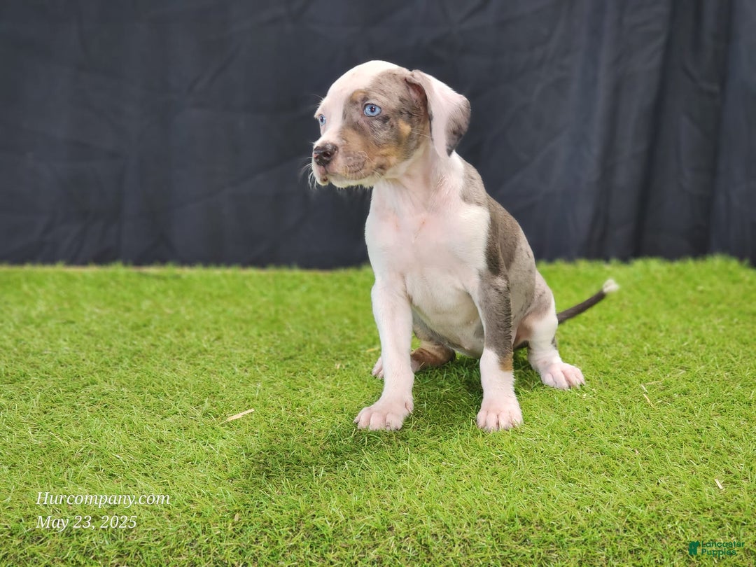 Catahoula Leopard Dog dogs for sale: Diamond 2025 F1 - Image 8