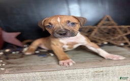 American Bully dogs for sale: Karma - Image 8