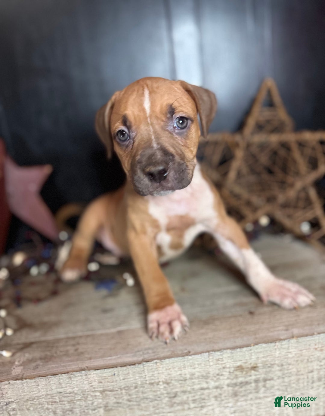American Bully dogs for sale: Karma - Image 8