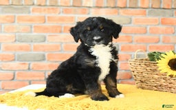 Bernedoodle dogs for sale: Maple - Image 2