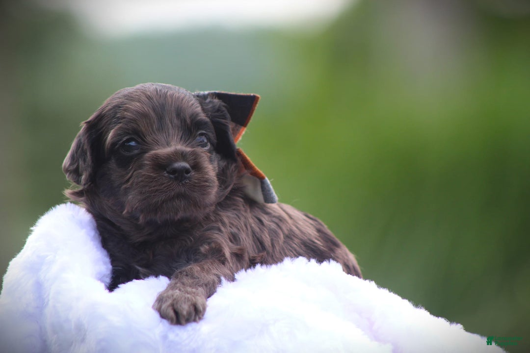 Cockapoo dogs for sale: Yukon - Image 4