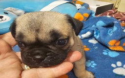 Pug dogs for sale: Mack - Image 1