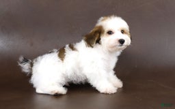 Yorkiepoo dogs for sale: Leo - Image 16