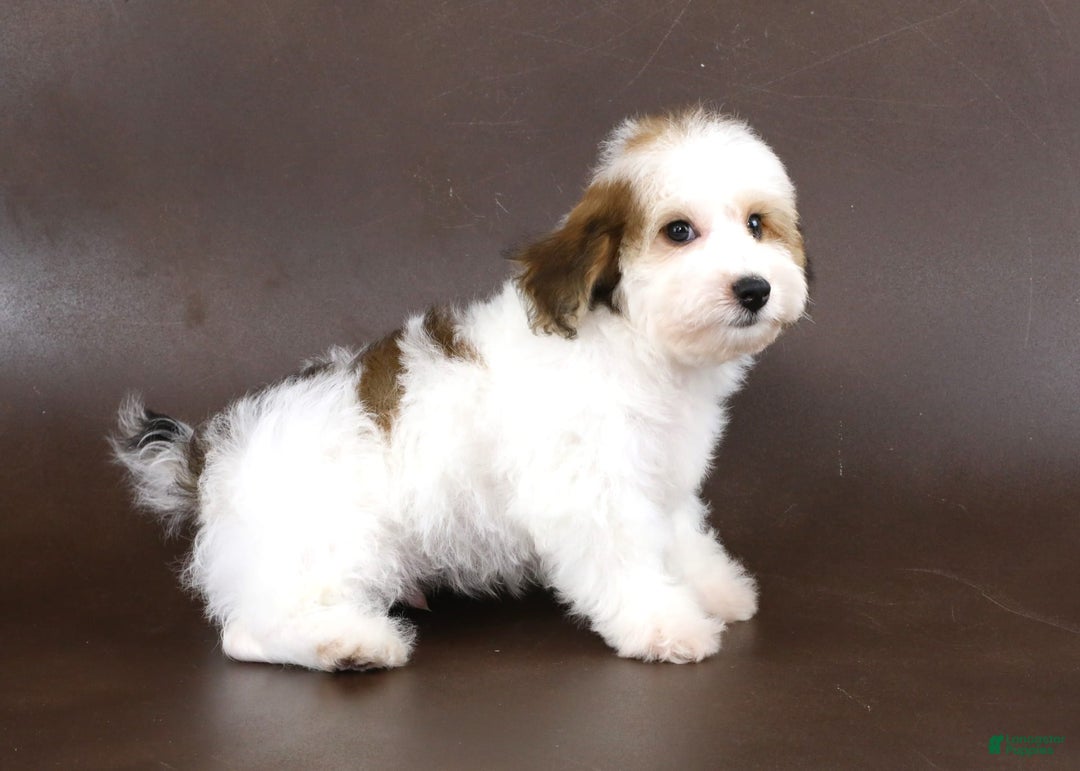 Yorkiepoo dogs for sale: Leo - Image 16