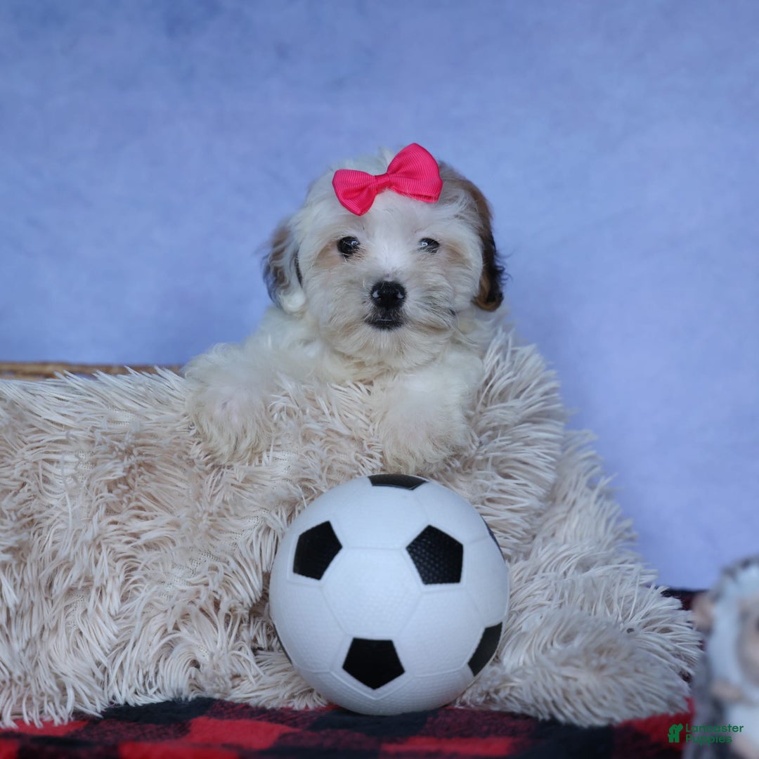 Shihpoo dogs for sale: Sophie - Image 5