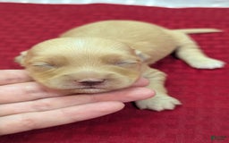 Cockapoo dogs for sale: Fishlegs - Image 11