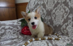 Welsh Corgi Pembroke dogs for sale: Kory - Image 12