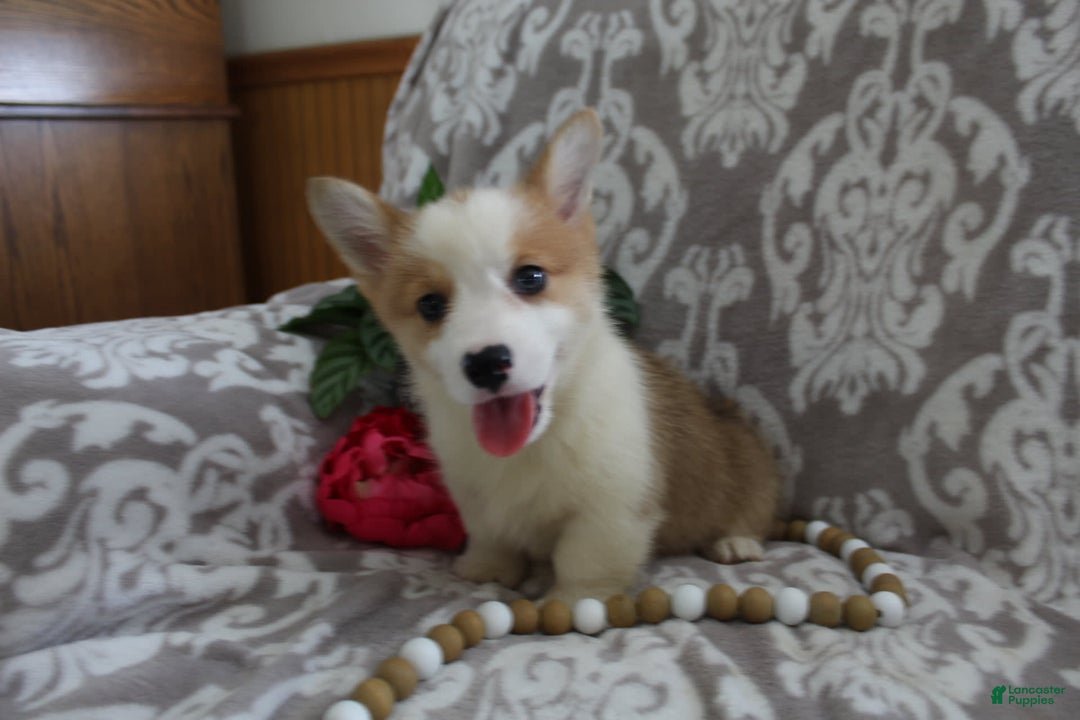 Welsh Corgi Pembroke dogs for sale: Kory - Image 12