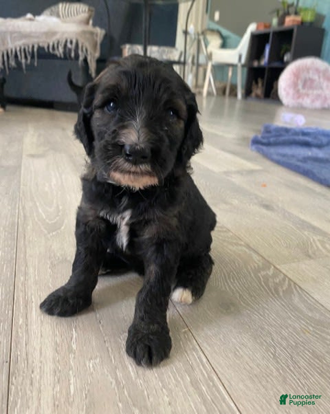 Bernedoodle dogs for sale: Baby Chocolate - Image 1