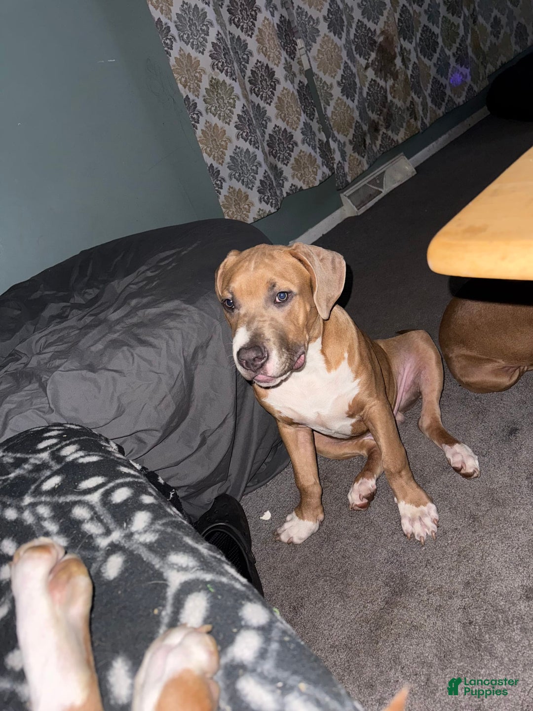 American Bully dogs for sale: Fawn/bluefawn - Image 7