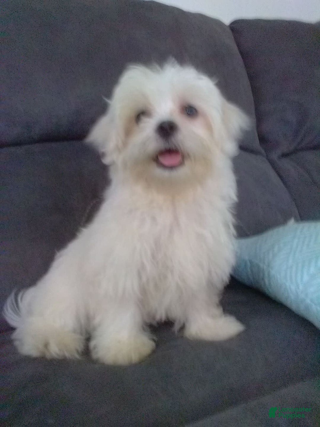 Maltese dogs for sale: Dawson - Image 3