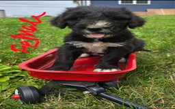 Goldendoodle dogs for sale: Goldendoodle 7 puppies - Image 4