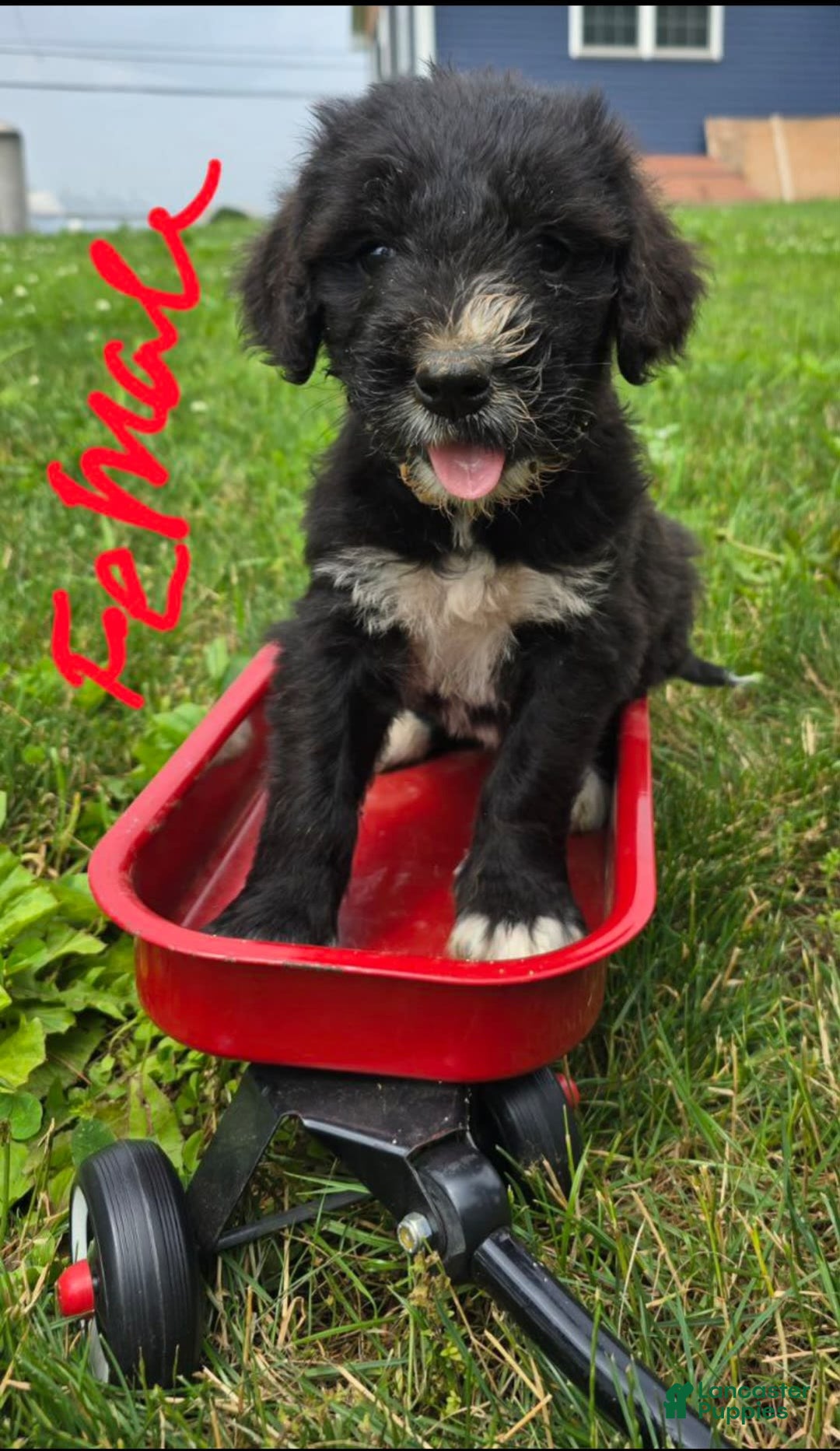Goldendoodle dogs for sale: Goldendoodle 7 puppies - Image 4