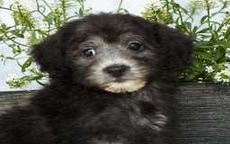 Havapoo dogs for sale: Moose - Image 8