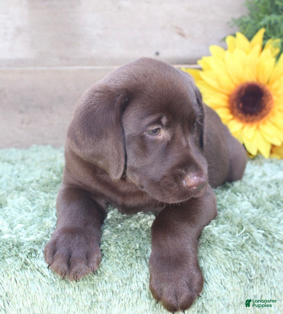 Labrador Retriever dogs for sale: Prince - Image 4