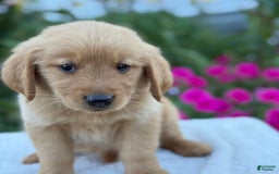 Golden Retriever dogs for sale: Golden Retriever 8 puppies - Image 13