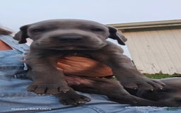 Great Dane dogs for sale: Sky - Image 20