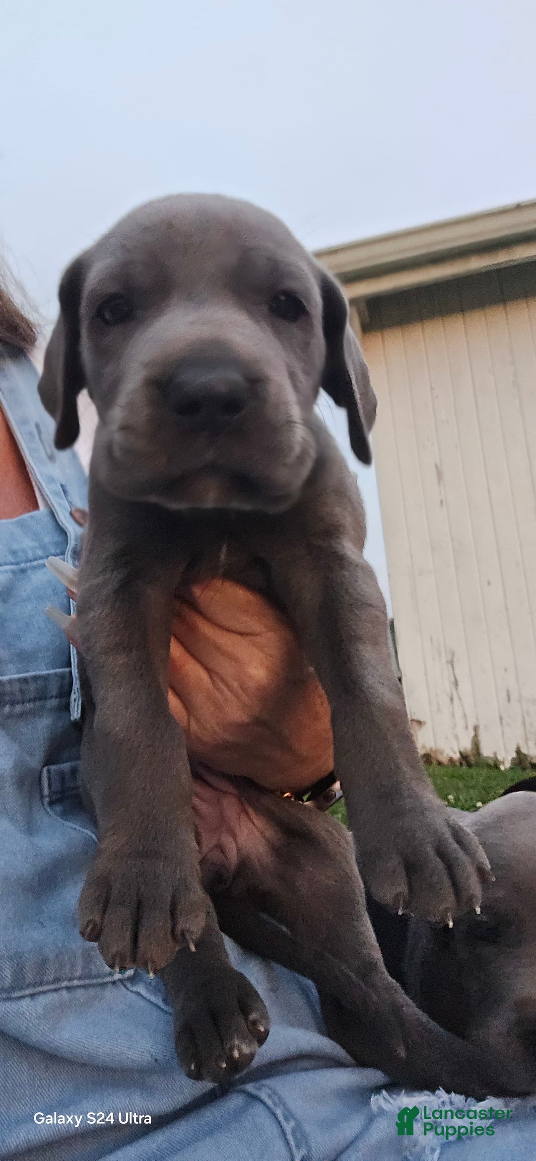 Great Dane dogs for sale: Sky - Image 20