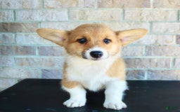 Welsh Corgi Pembroke dogs for sale: Ana - Image 1