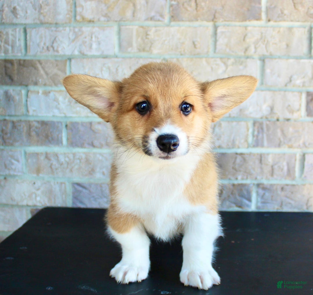 Welsh Corgi Pembroke dogs for sale: Ana - Image 1