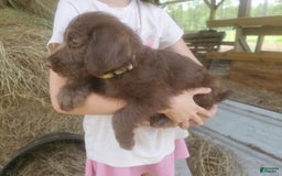 Labradoodle dogs for sale: Cocoa - Image 2