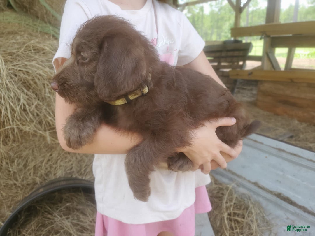 Labradoodle dogs for sale: Cocoa - Image 2