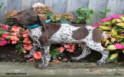 German Shorthaired Pointer dogs for sale: Luke - Image 5