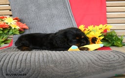 Cocker Spaniel dogs for sale: Pepper - Image 9