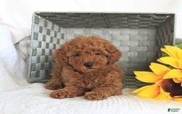 Miniature Poodle dogs for sale: Reba - Image 5