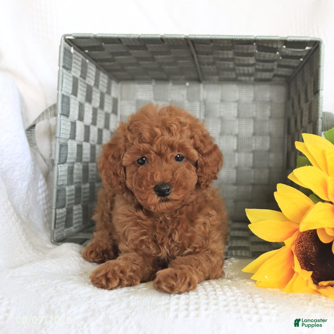 Miniature Poodle dogs for sale: Reba - Image 5
