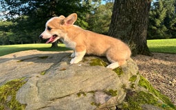 Welsh Corgi Pembroke dogs for sale: Molly - Image 4