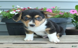 Welsh Corgi Pembroke dogs for sale: Harly - Listing for pets: Hannah, Harper, Harry, Harly, Hazel, Holly, Hank, Haven - Image 1