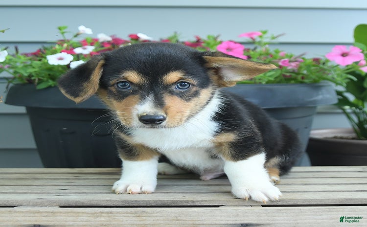 Welsh Corgi Pembroke dogs - Advert 18