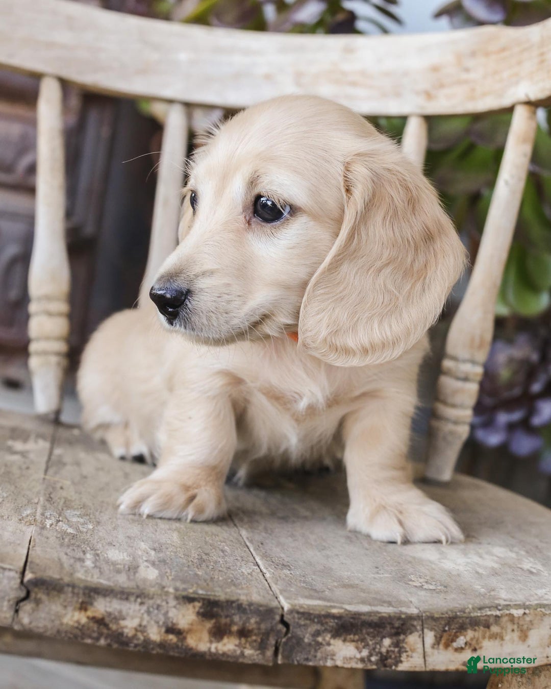 Dachshund dogs for sale: Mel - Image 2