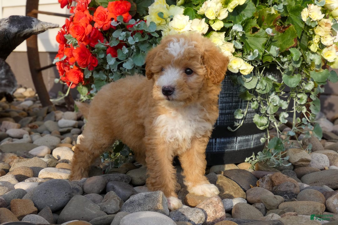 Bichpoo dogs for sale: Gina - Image 3
