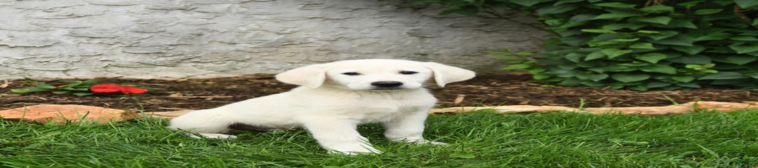 Elliot