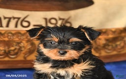 Yorkshire Terrier dogs for sale: Yorkshire Terrier 4 puppies - Image 12