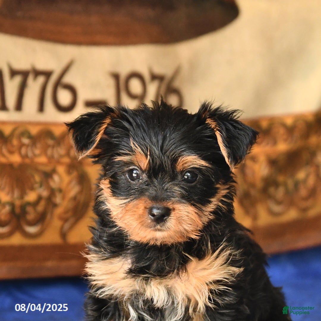 Yorkshire Terrier dogs for sale: Yorkshire Terrier 4 puppies - Image 12