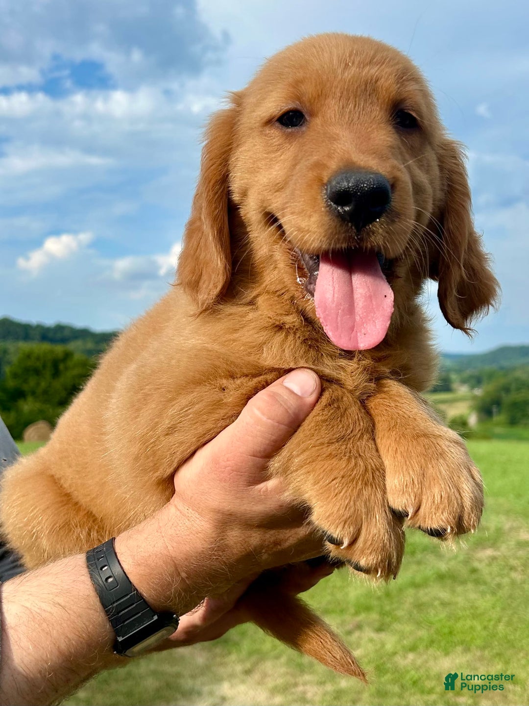 Golden Retriever dogs for sale: Clifford - Image 4