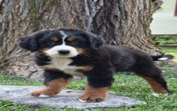 Bernese Mountain Dog dogs for sale: Rita - Image 3