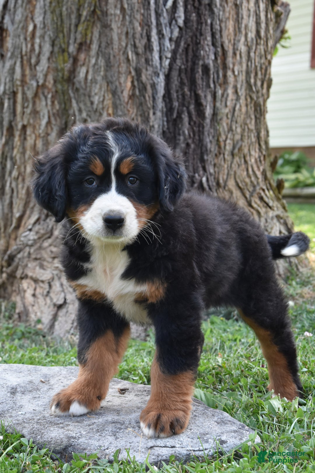 Bernese Mountain Dog dogs for sale: Rita - Image 3