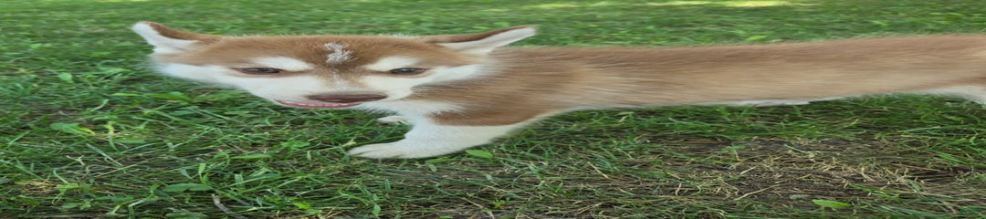 Maple