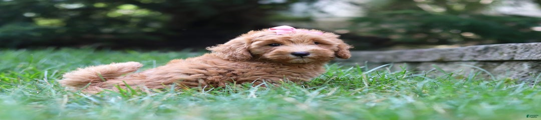 Tasha